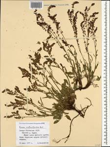 Щавель щавельковидный (Balansa) Den Nijs, Кавказ, Северная Осетия, Ингушетия и Чечня (K1c) (Россия)