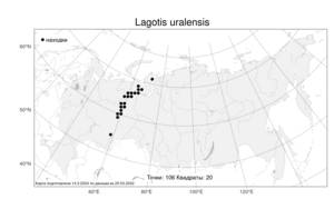 Lagotis uralensis, Лаготис уральский Schischk., Атлас флоры России (FLORUS) (Россия)