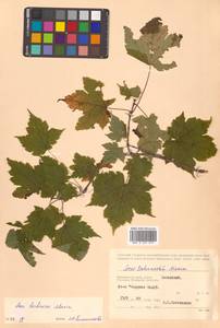 Клен бородатый Maxim., Сибирь, Дальний Восток (S6) (Россия)
