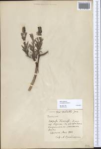 Lavandula stoechas L., Африка (AFR) (Испания)