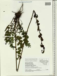 Мытник скипетровидный L., Восточная Европа, Центральный район (E4) (Россия)