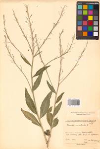 Свербига восточная L., Восточная Европа, Северо-Западный район (E2) (Россия)