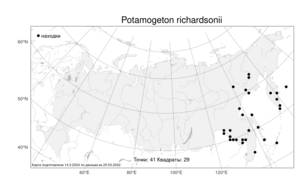 Potamogeton richardsonii, Рдест Ричардсона (A.Benn.) Rydb., Атлас флоры России (FLORUS) (Россия)