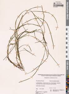 Sparganium × probatovae Tzvelev, Сибирь, Якутия (S5) (Россия)