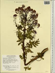 Megacarpaea delavayi Franch., Зарубежная Азия (ASIA) (КНР)