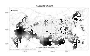 Galium verum, Подмаренник настоящий L., Атлас флоры России (FLORUS) (Россия)