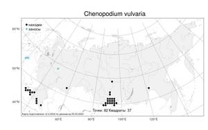 Chenopodium vulvaria, Марь вонючая L., Атлас флоры России (FLORUS) (Россия)