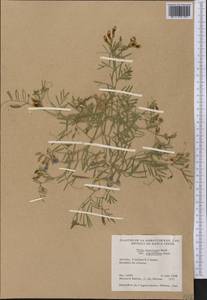 Vicia americana Willd., Америка (AMER) (Канада)