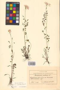 Cardamine pratensis subsp. dentata (Schult.) Čelak., Восточная Европа, Центральный район (E4) (Россия)