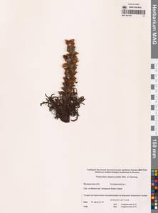 Мытник лисохвостый Steven ex Spreng., Сибирь, Чукотка и Камчатка (S7) (Россия)