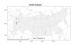 Scilla forbesii (Baker) Speta, Атлас флоры России (FLORUS) (Россия)