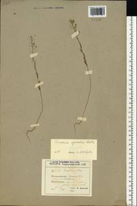 Camelina microcarpa subsp. pilosa (DC.) Jáv., Восточная Европа, Южно-Украинский район (E12) (Украина)