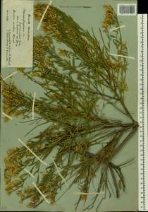 Genista tinctoria subsp. tinctoria, Восточная Европа, Нижневолжский район (E9) (Россия)