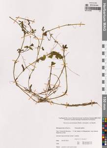 Вероника американская (Raf.) Schwein. ex Benth., Сибирь, Чукотка и Камчатка (S7) (Россия)