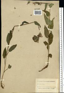 Колокольчик скученный, Колокольчик сборный L., Восточная Европа, Северо-Западный район (E2) (Россия)