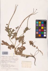 Мачок рогатый (L.) Rudolph, Восточная Европа, Центральный лесостепной район (E6) (Россия)