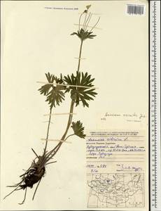 Anemonastrum narcissiflorum subsp. crinitum (Juz.) Raus, Монголия (MONG) (Монголия)