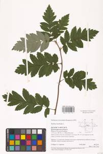 Hedlundia hybrida (L.) Sennikov & Kurtto, Восточная Европа, Центральный район (E4) (Россия)