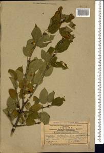 Жестер слабительный, Крушина слабительная L., Кавказ, Азербайджан (K6) (Азербайджан)