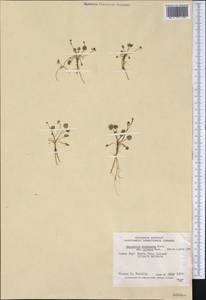 Halerpestes cymbalaria (Pursh) Greene, Америка (AMER) (Канада)