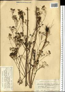 Элеостикта желтая (Hoffm.) Kljuykov, Pimenov & Tikhom., Восточная Европа, Ростовская область (E12a) (Россия)