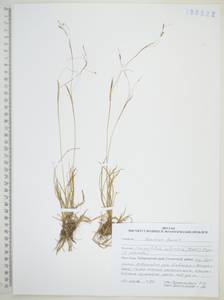 Anthoxanthum glabrum (Trin.) Veldkamp, Сибирь, Дальний Восток (S6) (Россия)