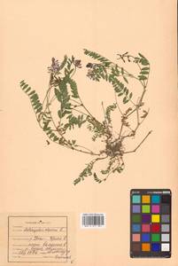 Астрагал альпийский L., Сибирь, Дальний Восток (S6) (Россия)
