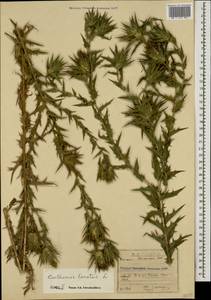 Сафлор шерстистый L., Кавказ, Дагестан (K2) (Россия)