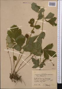 Гравилат городской L., Средняя Азия и Казахстан, Западный Тянь-Шань и Каратау (M3) (Узбекистан)