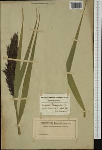 Тростник южный, Тростник обыкновенный (Cav.) Trin. ex Steud., Западная Европа (EUR) (Бельгия)