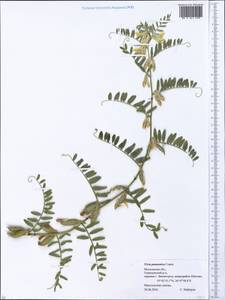 Горошек паннонский Crantz, Восточная Европа, Московская область и Москва (E4a) (Россия)