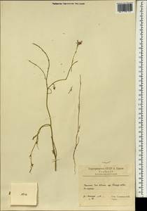 Brassicaceae, Зарубежная Азия (ASIA) (Иран)