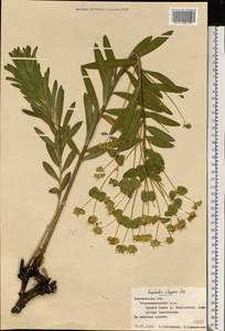 Молочай степной Zoz ex Prokh., Восточная Европа, Центральный лесостепной район (E6) (Россия)