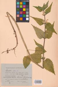 MHA 0 154 429, Яснотка белая, Глухая крапива L., Сибирь, Западная Сибирь (S1) (Россия)