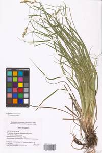 Осока удлиненная L., Восточная Европа, Центральный район (E4) (Россия)