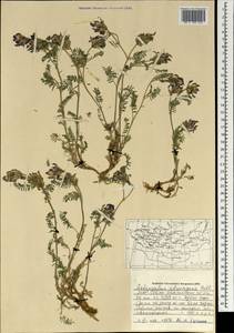 Астрагал Лаксмана, Монголия (MONG) (Монголия)