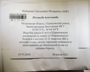 MW 9 111 427, Dicranella heteromalla (Hedw.) Schimp., Гербарий мохообразных, Мхи - Москва и Московская область (B6a) (Россия)