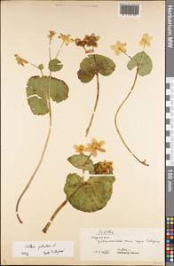 Калужница болотная L., Восточная Европа, Западно-Украинский район (E13) (Украина)