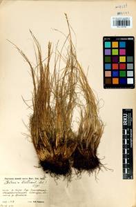 Carex myosuroides Vill., Сибирь, Прибайкалье и Забайкалье (S4) (Россия)