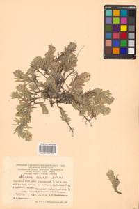 Бурачок ленский Adams, Восточная Европа, Восточный район (E10) (Россия)