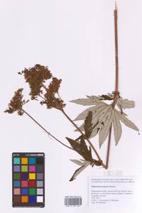 Filipendula digitata (Willd.) Bergmans, Сибирь, Дальний Восток (S6) (Россия)