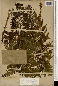 Pseudathyrium alpestre subsp. alpestre, Кавказ, Краснодарский край и Адыгея (K1a) (Россия)