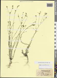 Лен тонколистный L., Кавказ, Ставропольский край, Карачаево-Черкесия, Кабардино-Балкария (K1b) (Россия)