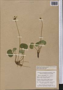Nephrophyllidium crista-galli subsp. crista-galli, Америка (AMER) (Канада)
