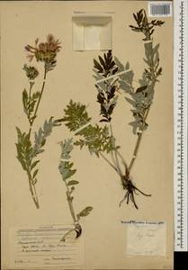 Псефеллюс закавказский Sosn., Кавказ, Армения (K5) (Армения)