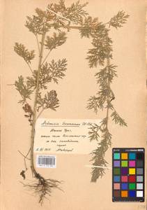 Полынь Сиверса Ehrh. ex Willd., Восточная Европа, Восточный район (E10) (Россия)