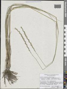 Пырейник плевеловидный (P.Candargy) Melderis, Восточная Европа, Центральный лесостепной район (E6) (Россия)