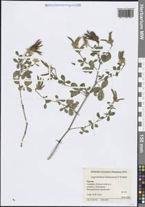 Аргиролобиум Биберштейна P.W.Ball, Кавказ, Грузия (K4) (Грузия)