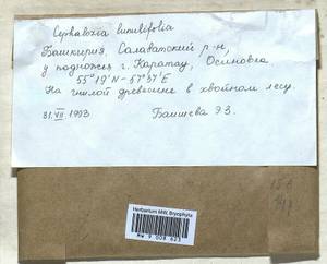 Fuscocephaloziopsis lunulifolia (Dumort.) Váňa & L. Söderstr., Гербарий мохообразных, Мхи - Башкортостан, Челябинская и Оренбургская области (B14) (Россия)