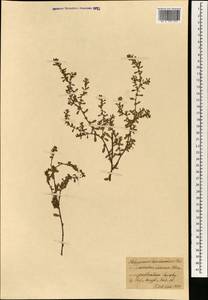 Polygonum plebeium R. Br., Зарубежная Азия (ASIA) (Германия)